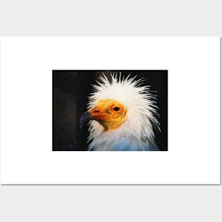 Egyptian vulture Posters and Art